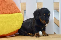 George, a male Dachshund for sale in Anderson, MO – 2 of 8