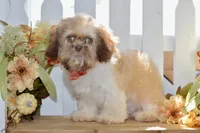 Brett, a male Shih Tzu for sale in Anderson, MO – 7 of 8