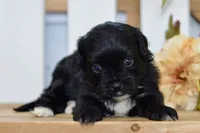 Paige, a female Shihpoo for sale in Anderson, MO – 7 of 9