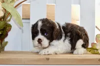 Russell, a male Cocker Spaniel for sale in Anderson, MO – 8 of 8
