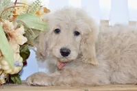 Jay, a male Miniature Goldendoodle for sale in Anderson, MO – 6 of 8