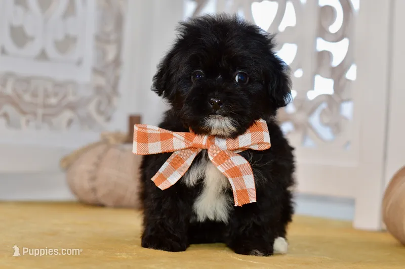 Paige – Shihpoo puppy for sale in Anderson, MO