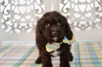 Claire, a female Cockapoo for sale in Anderson, MO – 5 of 8