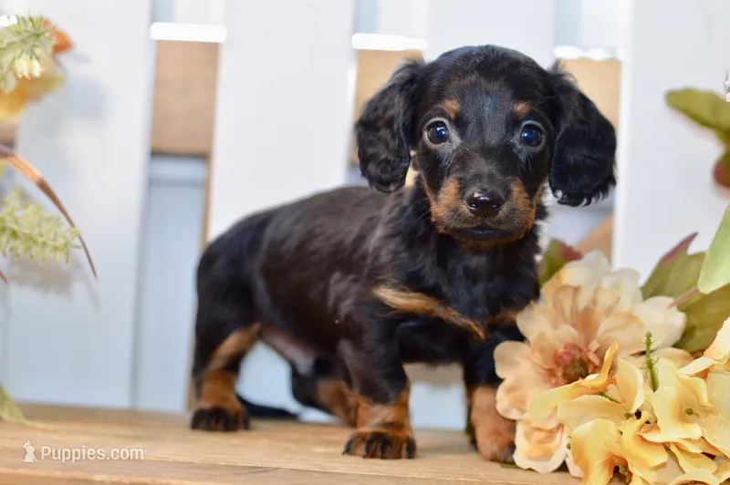 Caden – Miniature Dachshund puppy for sale in Anderson, MO