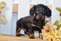 Caden, a male Miniature Dachshund for sale in Anderson, MO – 1 of 8