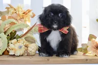 Polo, a female Shihpoo for sale in Anderson, MO – 10 of 10
