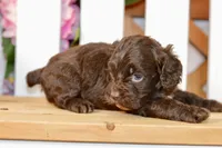 Claudia, a female Cockapoo for sale in Anderson, MO – 4 of 8