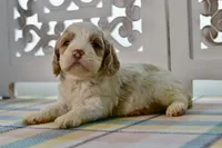Charles, a male Cockapoo for sale in Anderson, MO – 6 of 8