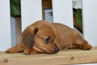 Harris, a male Dachshund for sale in Anderson, MO – 2 of 8