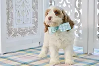 Charles, a male Cockapoo for sale in Anderson, MO – 3 of 8