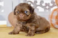 Winston, a male Shih Tzu for sale in Anderson, MO – 2 of 8