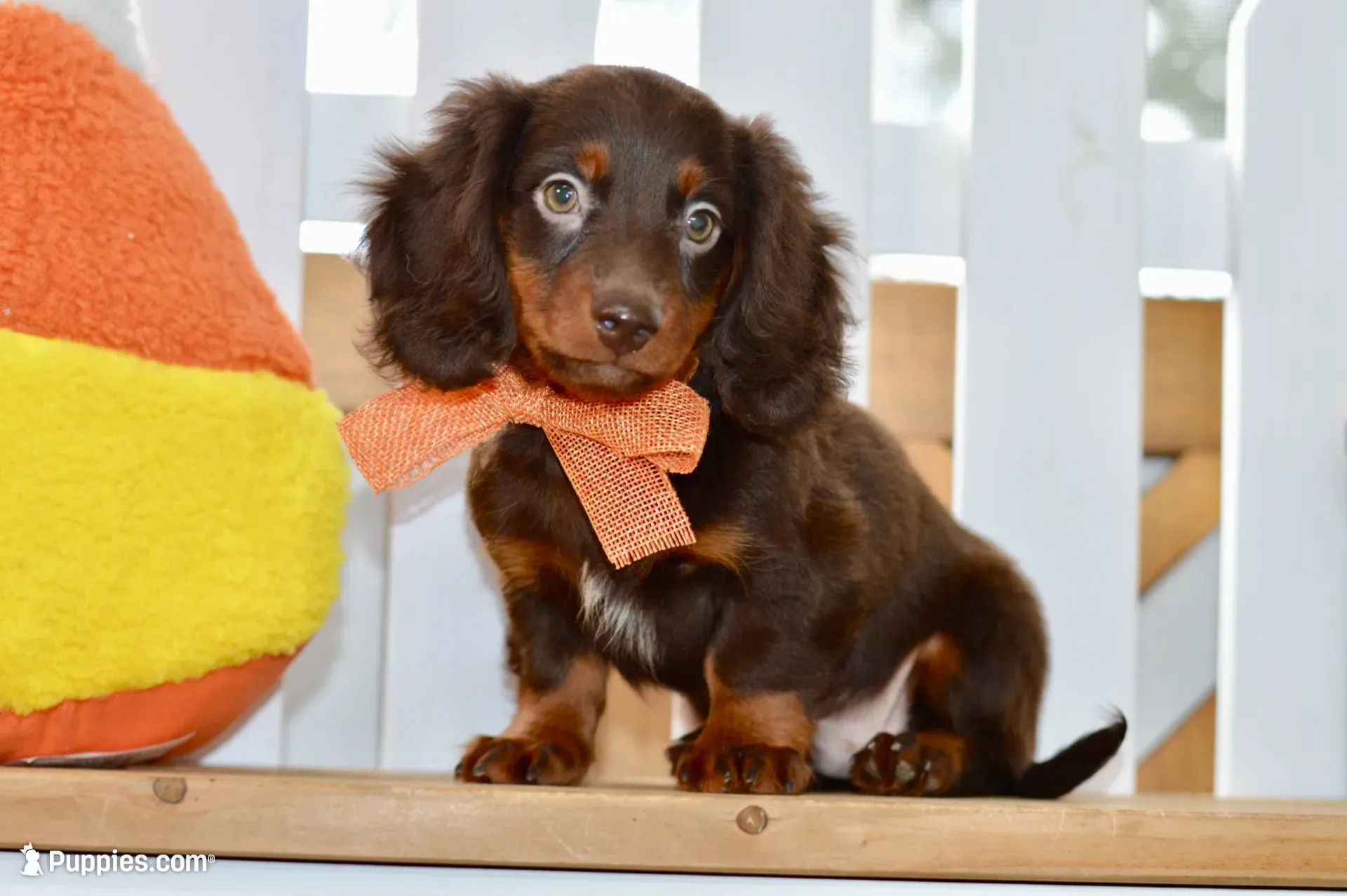 Sam, a male Miniature Dachshund for sale in Anderson, MO – 1 of 8