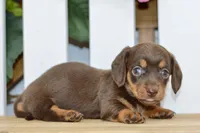 Haylee, a female Dachshund for sale in Anderson, MO – 2 of 8