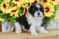 Karla, a female Shih Tzu for sale in Anderson, MO – 3 of 8