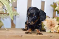 Caden, a male Miniature Dachshund for sale in Anderson, MO – 4 of 8