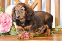 Aaron, a male Miniature Dachshund for sale in Anderson, MO – 7 of 8