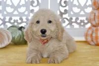 Jay, a male Miniature Goldendoodle for sale in Anderson, MO – 7 of 8