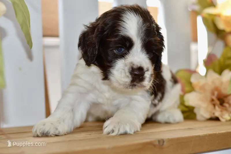 Remi – Cocker Spaniel puppy for sale in Anderson, MO