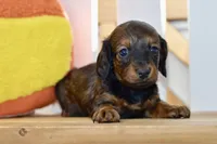 Gabby, a female Dachshund for sale in Anderson, MO – 4 of 8