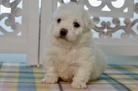 Glenn, a male Bichon Frise for sale in Anderson, MO – 4 of 8
