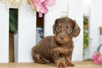 Hart, a male Dachshund for sale in Anderson, MO – 2 of 6