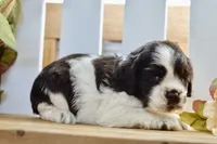 Remi, a female Cocker Spaniel for sale in Anderson, MO – 8 of 8