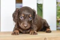 Harper, a female Dachshund for sale in Anderson, MO – 2 of 8