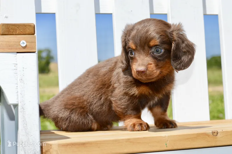 Noreen – Miniature Dachshund puppy for sale in Anderson, MO