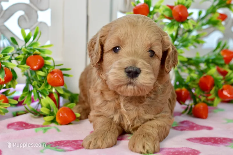 Jake – Miniature Goldendoodle puppy for sale in Anderson, MO