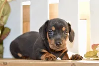 Sofie, a female Miniature Dachshund for sale in Anderson, MO – 5 of 8