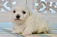 Gilbert, a male Bichon Frise for sale in Anderson, MO – 2 of 8