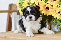 Karla, a female Shih Tzu for sale in Anderson, MO – 6 of 8