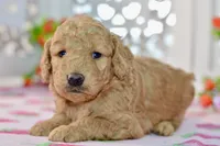 Jayce, a male Miniature Goldendoodle for sale in Anderson, MO – 7 of 8