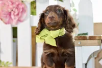 Osborn, a male Miniature Dachshund for sale in Anderson, MO – 3 of 7