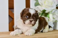 Banks, a male Shih Tzu for sale in Anderson, MO – 1 of 8