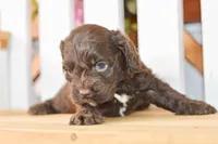 Claire, a female Cockapoo for sale in Anderson, MO – 8 of 8