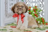 Brett, a male Shih Tzu for sale in Anderson, MO – 7 of 8