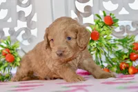 Jude, a male Miniature Goldendoodle for sale in Anderson, MO – 7 of 8