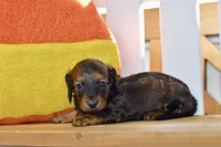 Gabby, a female Dachshund for sale in Anderson, MO – 8 of 8