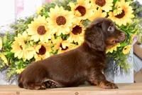 Drew, a male Miniature Dachshund for sale in Anderson, MO – 6 of 8