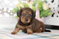 Darla, a female Miniature Dachshund for sale in Anderson, MO – 4 of 8