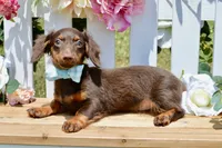 Nash, a female Miniature Dachshund for sale in Anderson, MO – 4 of 8