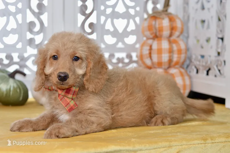Jayce – Miniature Goldendoodle puppy for sale in Anderson, MO