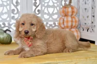 Jayce, a male Miniature Goldendoodle for sale in Anderson, MO – 1 of 8