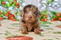 Lilla, a female Miniature Dachshund for sale in Anderson, MO – 8 of 8