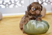 Winston, a male Shih Tzu for sale in Anderson, MO – 6 of 8