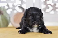 Paige, a female Shihpoo for sale in Anderson, MO – 6 of 9