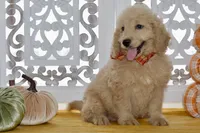 Jay, a male Miniature Goldendoodle for sale in Anderson, MO – 8 of 8