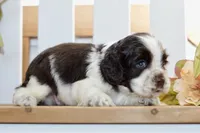 Ryker, a male Cocker Spaniel for sale in Anderson, MO – 7 of 8