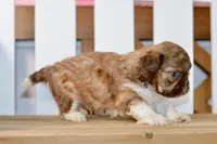Brett, a male Shih Tzu for sale in Anderson, MO – 6 of 8